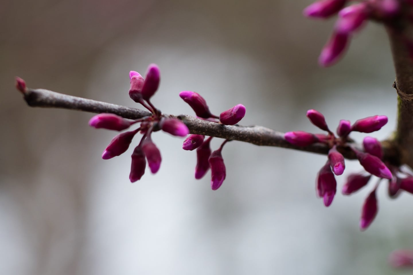 First Bloom by Karlon Cromwell